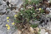 Helianthemum oelandicum subsp. incanum