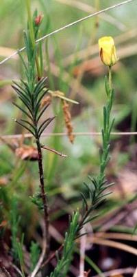 Fumana ericoides