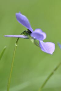 Viola cornuta