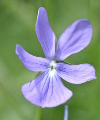 Viola cornuta