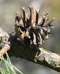 Pinus sylvestris