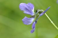 Viola cornuta