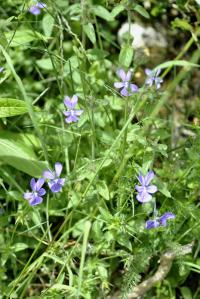 Viola cornuta