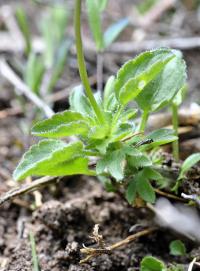 Viola arvensis