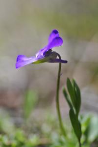 Viola arvensis