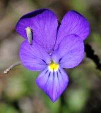 Viola arvensis