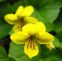 Viola biflora