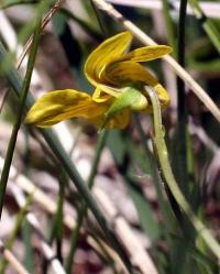 Viola biflora