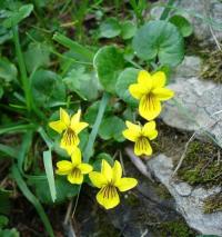 Viola biflora