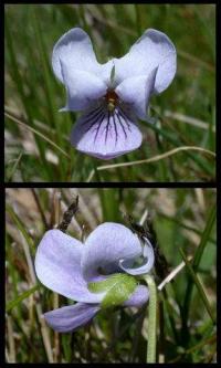 Viola palustris