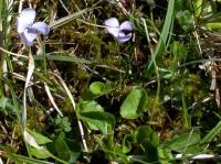 Viola palustris