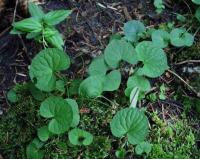 Viola palustris