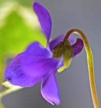 Viola alba