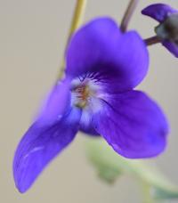 Viola alba