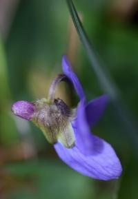 Viola hirta