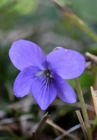 Viola hirta