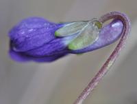 Viola odorata