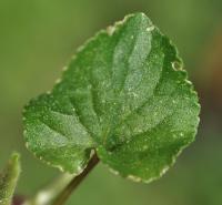 Viola odorata