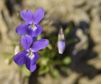 Viola odorata