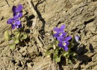 Viola odorata