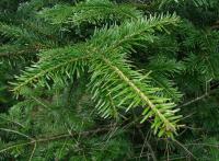 Abies alba