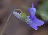 Viola riviniana