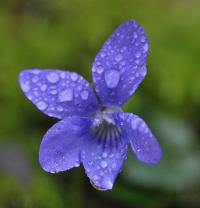 Viola riviniana