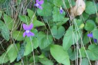 Viola reichenbachiana