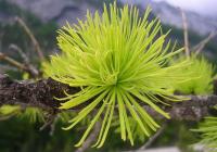 Larix decidua