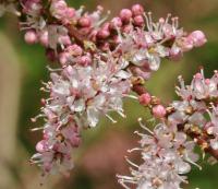 Tamarix parviflora