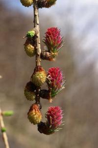 Larix decidua