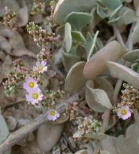 Frankenia pulverulenta subsp. pulverulenta