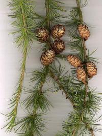 Larix decidua