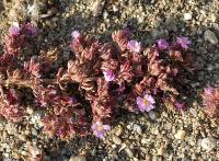 Frankenia laevis subsp. intermedia