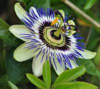 Passiflora caerulea