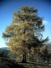 Larix decidua