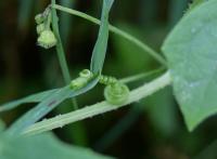 Bryonia dioica