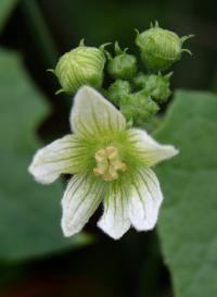 Bryonia dioica