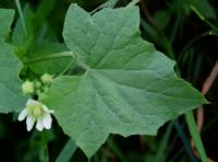 Bryonia dioica