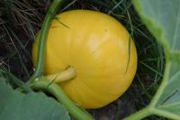 Cucurbita pepo