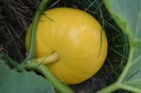 Cucurbita pepo