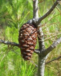 Pinus halepensis