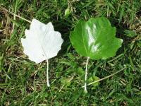 Populus alba