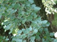 Populus alba