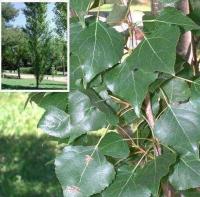 Populus nigra