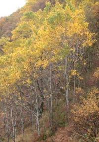 Populus tremula