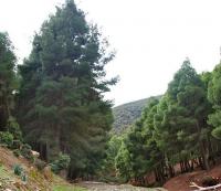 Pinus halepensis