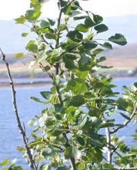 Populus tremula