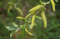 Salix alba