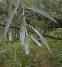 Salix alba